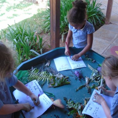 Classifying the different leaves